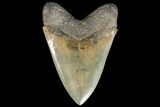 Serrated, Fossil Megalodon Tooth - South Carolina #134277-2
